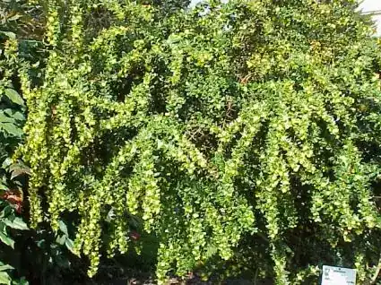 Nieuwe release | Zuurbes (Berberis verruculosa)