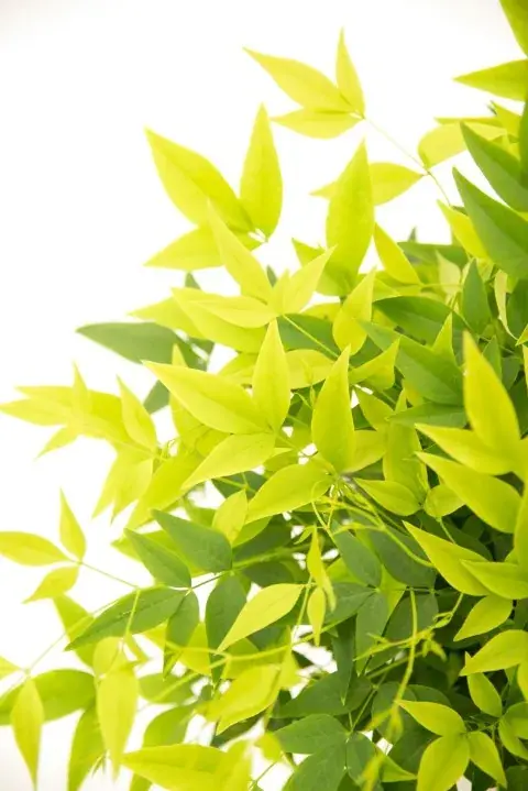 Hemelse bamboe (Nandina domestica ‘Lemon and Lime‘) | Korting