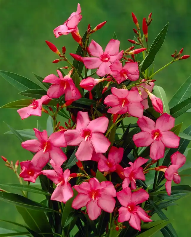 Smalbladige Oleander (Nerium oleander ‘Papa Gambetta‘) | Net binnen