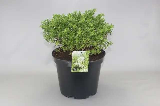 Speciale aanbieding - Dwerg Hebe (Hebe ‘Rakaiensis‘)