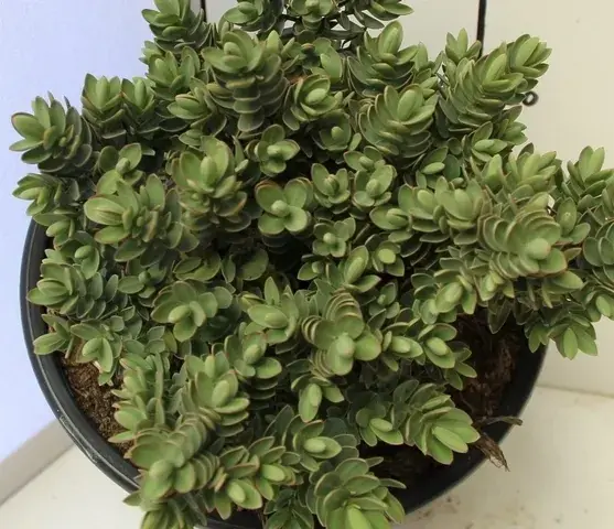 Net toegevoegd | Hebe (Hebe albicans ‘Red Edge‘)