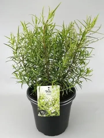 Nieuw binnen | Hebe (Hebe ‘Kirkii‘)