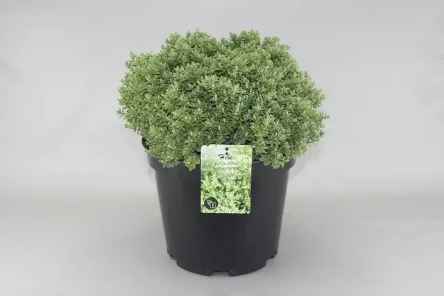 Bestel vandaag | Hebe (Hebe pinguifolia ‘Sutherlandii‘)