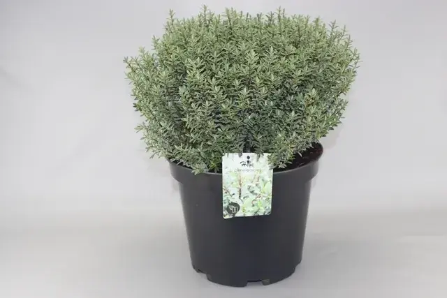 Direct van de fabrikant | Hebe (Hebe pimeloides)