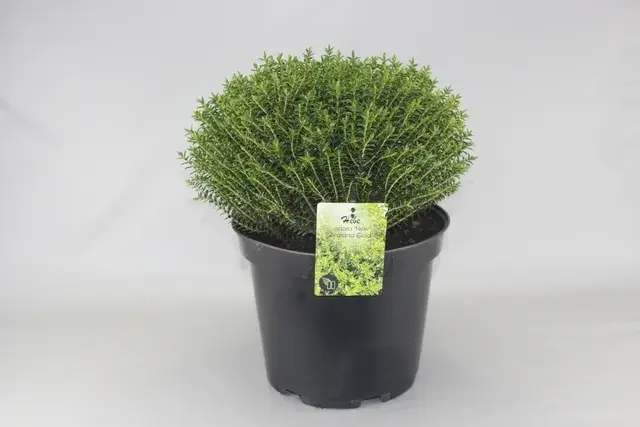 Verlaagde prijs | Hebe (Hebe odora ‘New Zealand Gold‘)