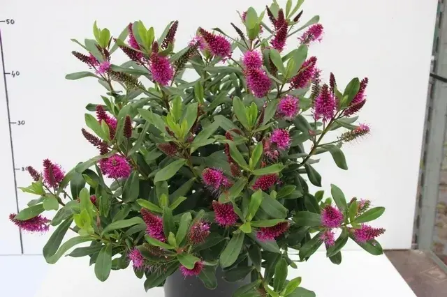 Scherp geprijsd | Hebe (Hebe ‘Wiri Charm‘)