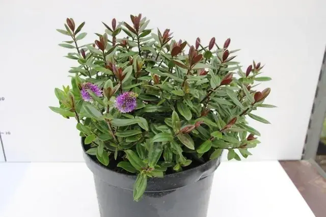 Hebe (Hebe franciscana ‘Blue Gem‘) - Premium