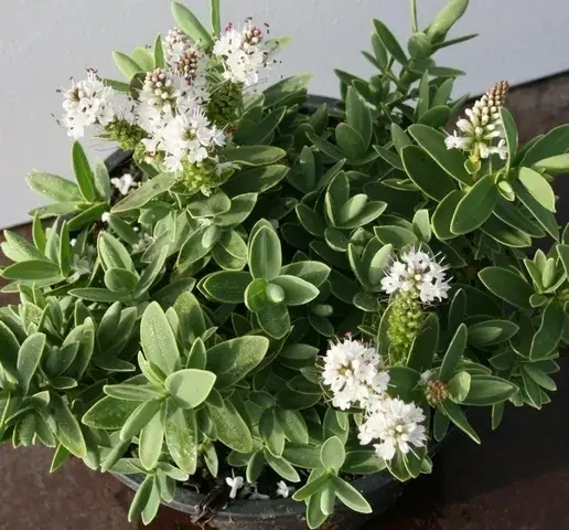 Prijs verlaagd - Hebe (Hebe Albicans)