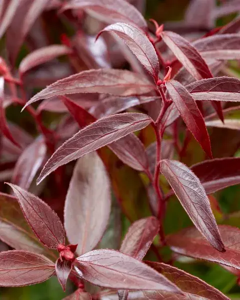 Beste prijs - Druifheide (Leucothoe keiskei ‘Burning Love‘)
