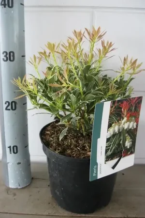 Voordelig - Rotsheide (Pieris japonica ‘Flaming Silver‘)