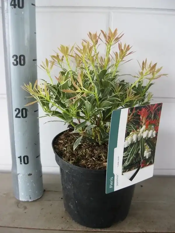 Voordelig - Rotsheide (Pieris japonica ‘Flaming Silver‘)