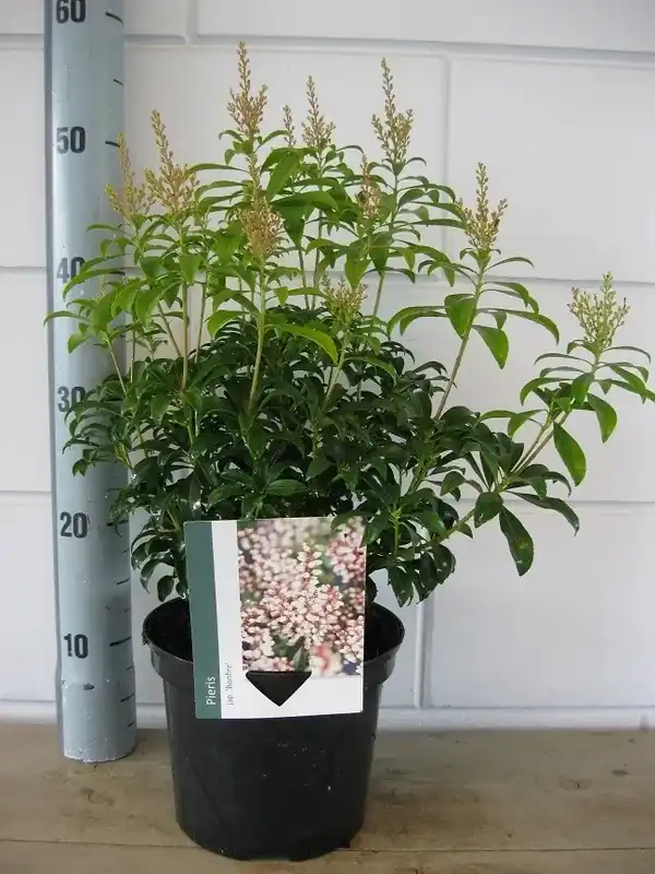 Rotsheide (Pieris japonica ‘Bonfire‘) | Deal