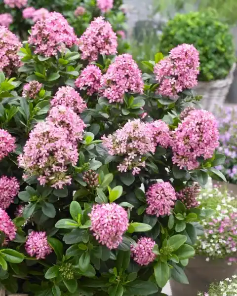 Escallonia (Escallonia ‘Pink Elle‘) | Speciale aanbieding
