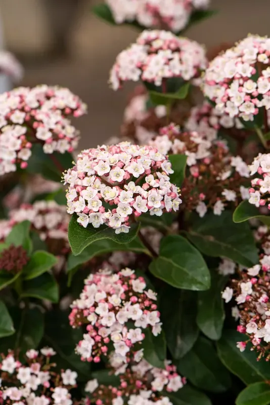 Scherp geprijsd - Sneeuwbal (Viburnum tinus ‘Lisa Rose‘)