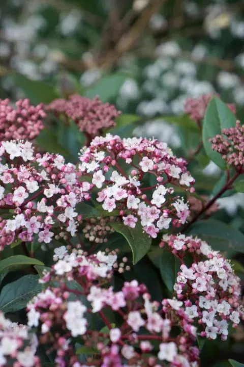 Topprijs - Sneeuwbal (Viburnum tinus ‘Spirit‘)