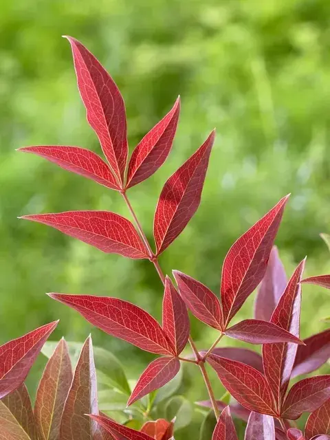 Op voorraad | Hemelse bamboe (Nandina domestica ‘‘Obsessed‘)