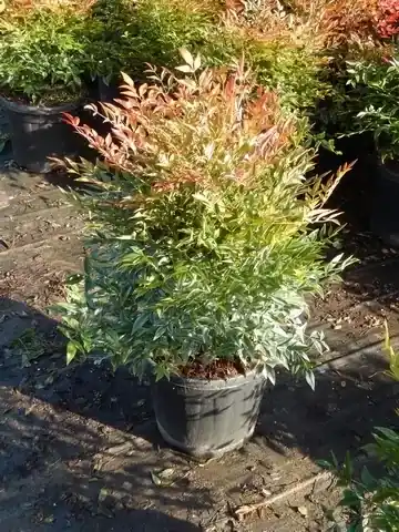 Extra korting | Hemelse bamboe (Nandina domestica ‘Gulf stream‘)