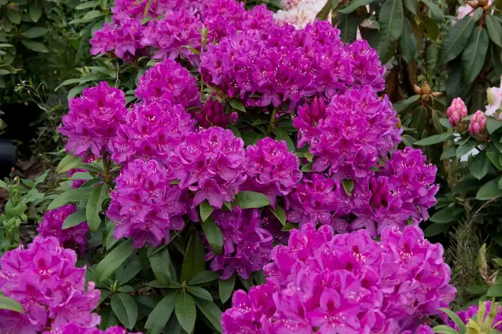 Rhododendron (Rhododendron ‘Anah Kruschke‘) | Klaar voor verzending