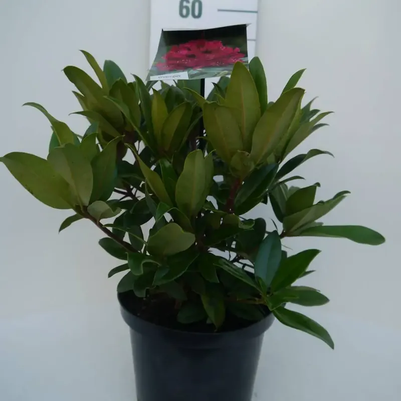 Nog maar enkele beschikbaar | Rhododendron (Rhododendron ‘Marie Forte‘)