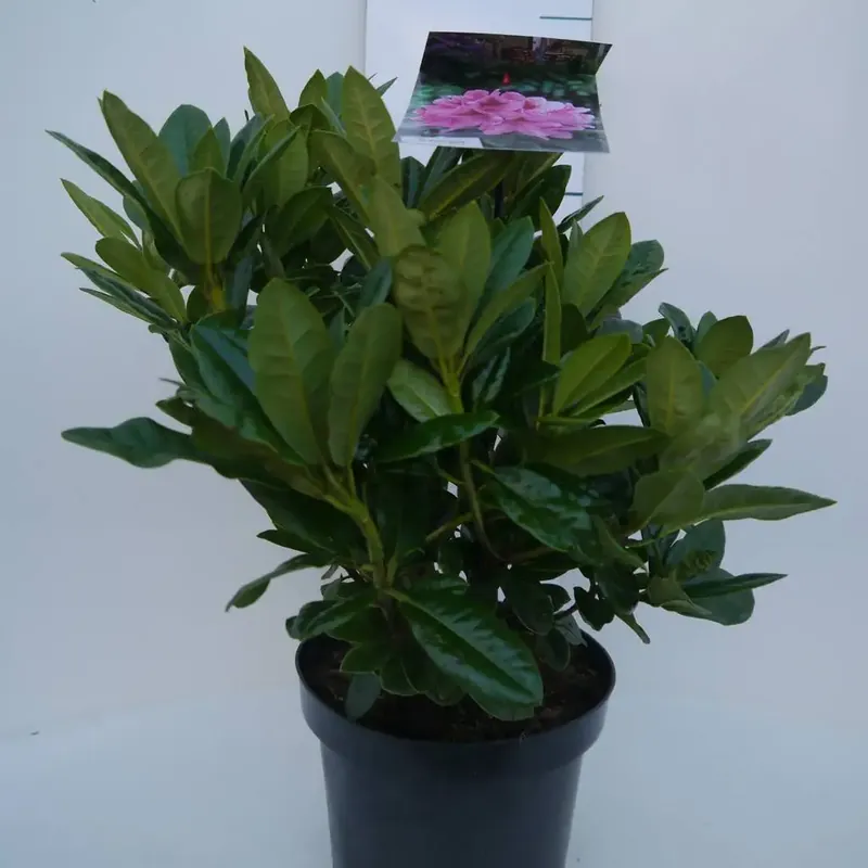 Rhododendron (Rhododendron ‘Cosmopolitan‘) | Nieuw binnen