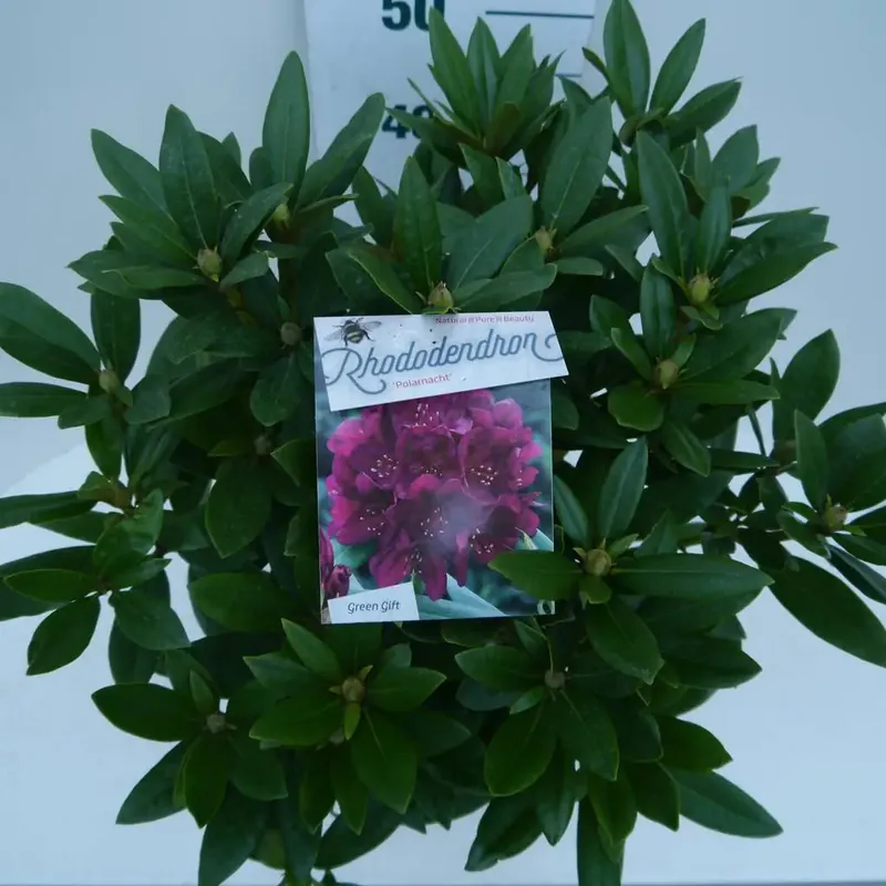 Rhododendron (Rhododendron ‘Polarnacht‘) - Nieuw