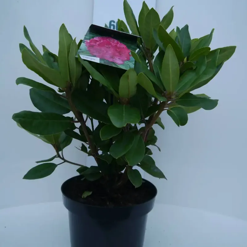 Rhododendron (Rhododendron ‘American Beauty‘) - Nieuw product