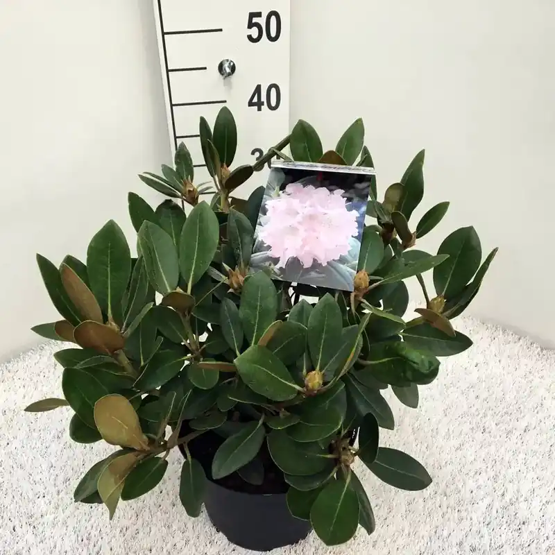 Bestel nu | Dwergrhododendron (Rhododendron ‘Silberwolke‘)