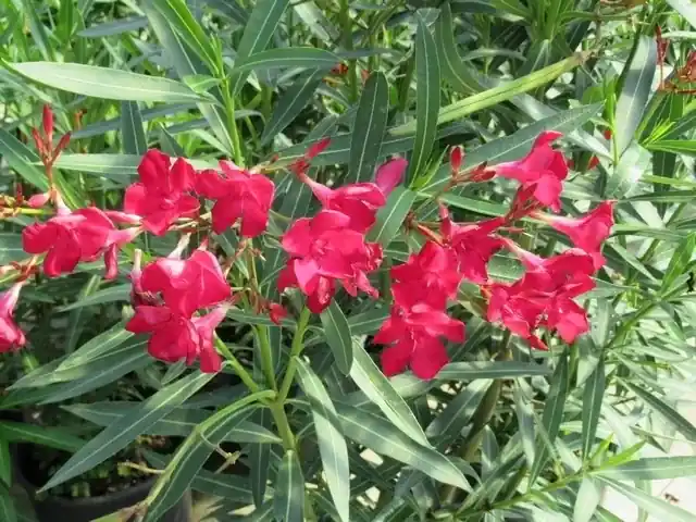 Rode Oleander (Nerium oleander) | Tijdelijke aanbieding