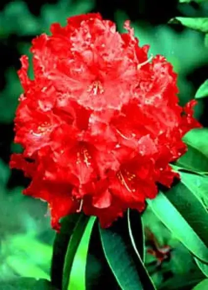 Laatste dagen - Rhododendron (Rhododendron ‘Markeeta‘s Prize‘)