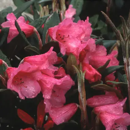 Rhododendron (Rhododendron ‘Winsome‘) - Tijdelijk aanbod