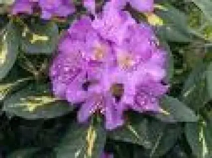 Rhododendron (Rhododendron ‘Goldflimmer‘) | Nu kopen