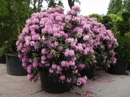 Bestel vandaag | Rhododendron (Rhododendron ‘Roseum Elegans‘)