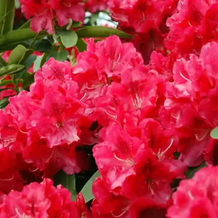 Rhododendron (Rhododendron ‘Wilgen‘s Ruby‘) - Rechtstreeks uit de fabriek