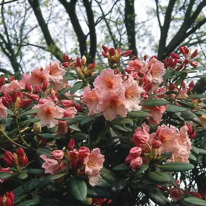 Gratis retourneren | Rhododendron (Rhododendron ‘Virginia Richards‘)
