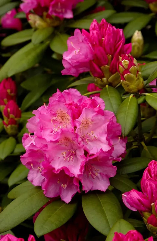 Dwergrhododendron (Rhododendron ‘Polaris‘) | Professionele kwaliteit