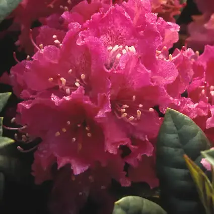 Rhododendron (Rhododendron ‘Rocket‘) | Extra korting