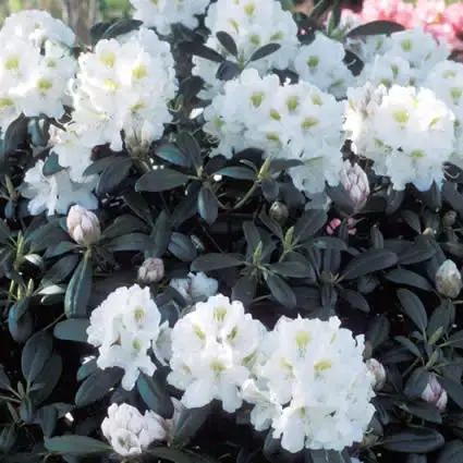Dwergrhododendron (Rhododendron ‘Porzellan‘) | Net gelanceerd