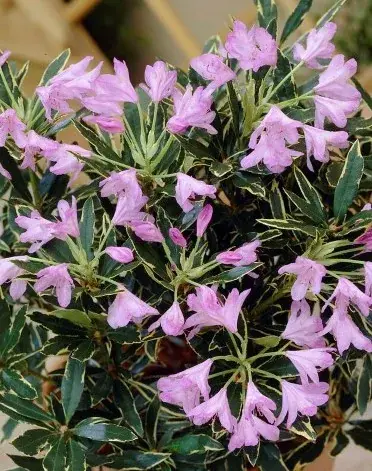 Veel gevraagd - Bosrhododendron (Rhododendron ponticum ‘Variegatum‘)