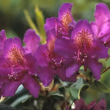 Premiumkwaliteit | Rhododendron (Rhododendron ‘Marcel Menard‘)