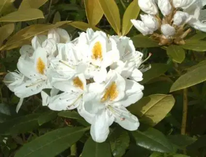 Goed beoordeeld | Rhododendron (Rhododendron ‘Madame Masson‘)