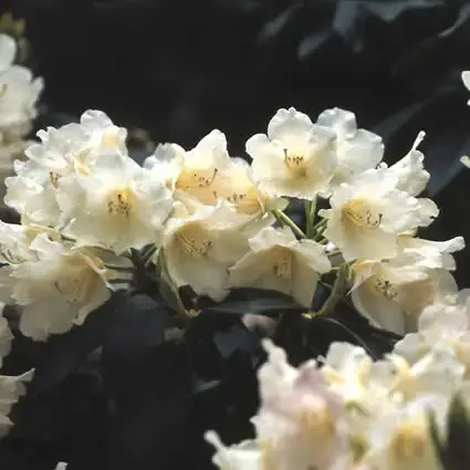 Nieuw binnen - Dwergrhododendron (Rhododendron ‘Golden Torch‘)