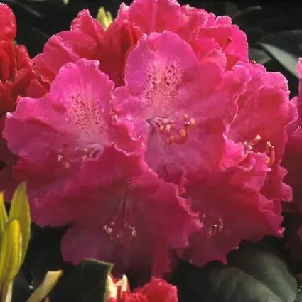 Rhododendron (Rhododendron ‘Germania‘) - Favoriet van klanten