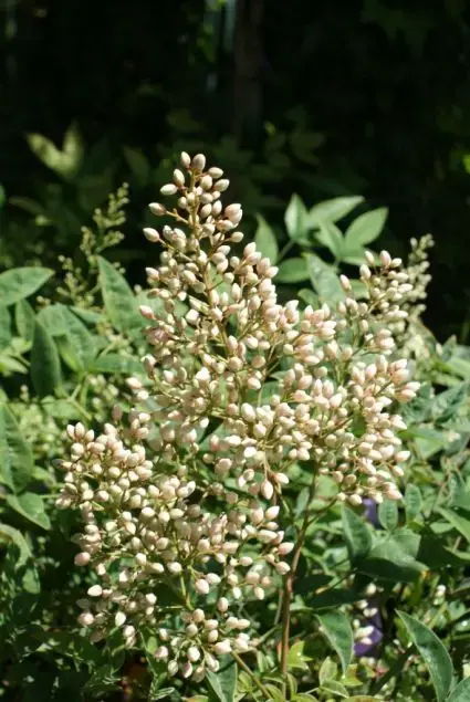 Hemelse bamboe (Nandina domestica) | Prijsverlaging