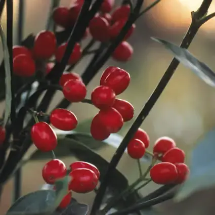 Wees er snel bij | Broodboom (Aucuba japonica ‘Rozannie‘)