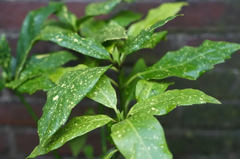 Mis het niet - Broodboom (Aucuba japonica ‘Crotonifolia‘)