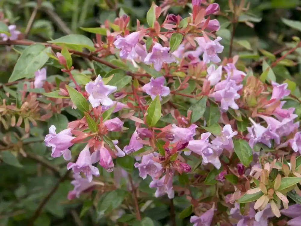 Vanaf nu beschikbaar - Abelia (Abelia grandiflora ‘Edward Goucher‘)