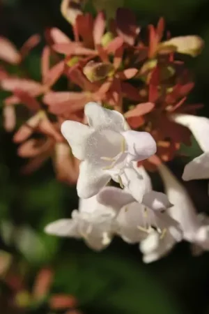 Abelia (Abelia grandiflora ‘Compacta‘) - Actie loopt bijna af