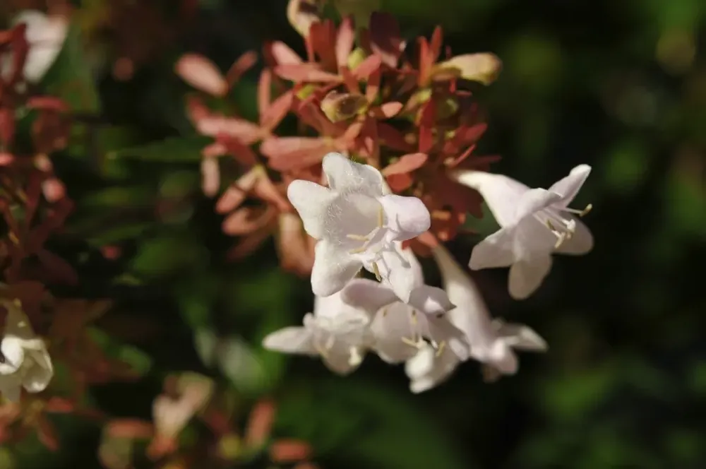 Abelia (Abelia grandiflora ‘Compacta‘) - Actie loopt bijna af