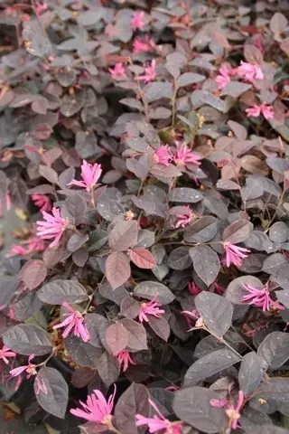 Loropetalum (Loropetalum ‘Fire Dance‘) - Zojuist toegevoegd