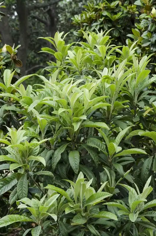 Tijdelijke aanbieding | Japanse mispel (Eriobotrya japonica)